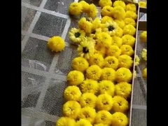 2300 * 1200 * 2000 میلی متر 2 قفسه اجاق هوای گرم خشک کن میوه ها دستگاه خشک کن برگ چای